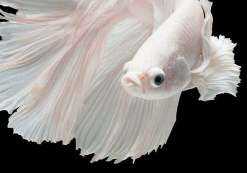 What does wearing white opal mean?